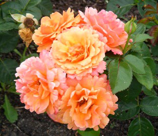 Розы Флорибунда в большинстве своём неприхотливы в уходе